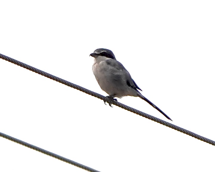 Iberian grey shrike